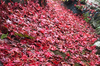 20181010181005_3667 20181010181005_3667